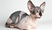 Chapters | Sphynx Cats