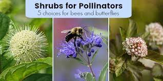 We love honey bees because we love honey, but we also need to consider then needs of the rest of the bee species. Shrubs For Pollinators 5 Bloom Filled Choices For Bees And Butterflies