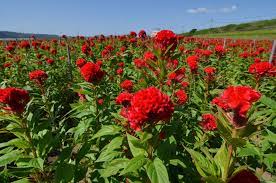 Full shade flowering perennials thrive in areas that receive no direct sunlight, even though they often do receive some sunlight, largely in the form of reflected or indian pinks are a fantastic perennial for shade gardens. 25 Best Red Flowers For Gardens Red Perennials And Annuals