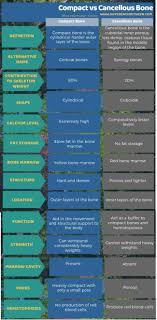 They are soft and light bones make up of loosely packed trabeculae. Jcxjlgp0a0 Uam