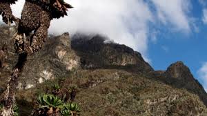 Image result for Erica kingaensis