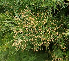 Image result for Callitris