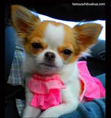 Carmela A Long Haired Chihuahua Devoted To Mommy Chihuahua