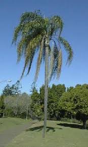 Image result for Syagrus romanzoffiana