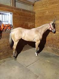 Welcome to horse expo usa's virtual exhibition hall! Buckskin Horses For Sale Myhorseforsale Com Equine Classifieds