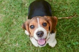 Amantearosaria@inwind.it loki 5 mesi, mix segugetto beagle, futura taglia medio contenuta,circa 13 kg da adulto, . Beagle 9 Cose Da Sapere Prima Di Adottarlo Io E Il Mio Animale