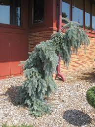 Colorado blue spruce (picea pungens) is no longer recommended for minnesota landscapes due to weeping white spruce (picea glauca 'pendula'): Weeping Conifers Should Make You Smile Rotary Botanical Gardens