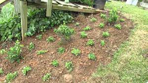 Maybe you would like to learn more about one of these? Creating Ground Cover With Oregano Herbs Save Money The Rusted Garden 2013 Youtube