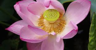 Pink Lotus Flower Meaning Flower Meanings Lotus Flower Meaning Pink Lotus