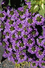 Image result for Scaevola
