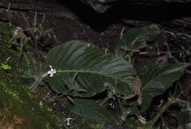 Image result for Streptocarpus hirticapsa
