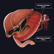 The arteries of the anterior and posterior compartments of the arm are branches of the brachial the diagram also shows that the brachial artery terminates just below the elbow joint as the radial and. Arterial Supply To The Stomach Complete Anatomy