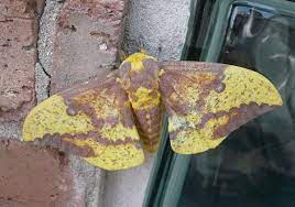 It's funny how you have a sense of ownership with something that was born and grew up in your home, even the most common form of the imperial caterpillar is green, but ours were all brown. Eacles Imperialis Wikipedia