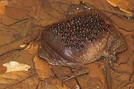 Males and females show subtle differences with males being usually smaller in size than females. Pin On Surinam Toads
