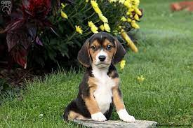 Get your beagle dog through lancaster puppies. Beagle Puppies For Sale Greenfield Puppies