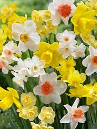 Beautiful Blend Daffodil Come As You Are Bluestone Perennials Bulb Flowers Narcissus Flower Daffodil Bulbs