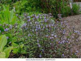 Image result for Browallia americana