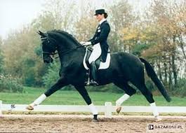 Olympic Ferro Dressage Horses Dressage Dressage Photography