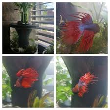 You may see betta fish housed in tiny plastic bowls in stores, but. I Have Top Fin Aquaponics 3 5 Gallon Fish Tank With A Male Betta And I Need My Aquarium Club