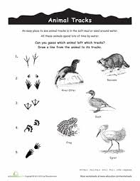 Animal Tracks Water Animals Worksheet Education Com Animal Tracks Water Animals Animal Footprints