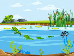 Spanish lesson on the life cycle of toads, simple sentences. Un Ciclo De Vida De La Rana Vector Gratis