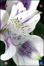 Alstroemeria White And Purple Peruvian Lily Peruvian Lilies Alstroemeria Flower Photos