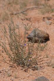 Image result for Anticharis senegalensis