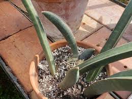 Image result for Sansevieria hallii