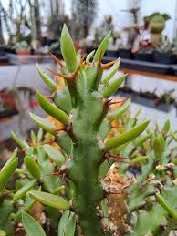 Image result for Euphorbia richardsiae