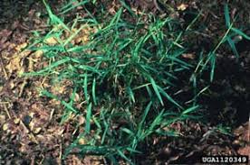 Image result for Sporobolus agrostoides
