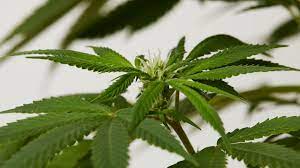 Check the joints for of the stalk for small, translucent hairs. How To Tell If Your Plant Is Male Or Female Before Flowering Weedmaps