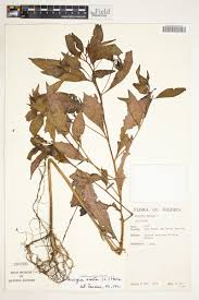 Image result for Ludwigia erecta
