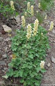 Image result for Heuchera cylindrica Greenfinch