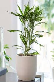 Image result for Dracaena sanderiana