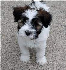 Tibetan Terrier Dog Breeds Cute Dogs Puppies