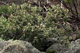 Image result for Barleria albostellata