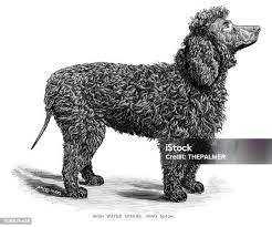 Image result for irský vodní španěl