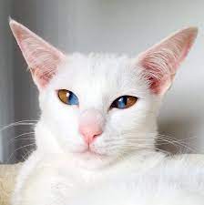 41 Strange On Twitter Cat With Sectoral Heterochromia When The Iris Of A Single Eye Contains Two Colors Cats Sectoral Heterochromia Heterochromia