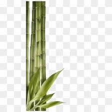 Bamboo Png Transparent For Free Download Pngfind