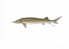 570 x 380 jpeg 34 кб. Cega Danube Sturgeons