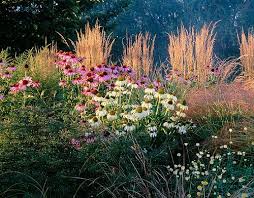 Calamagrostis Acutiflora Karl Foerster Prairie Garden Grasses Landscaping Plants
