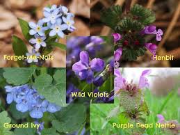 This channel✅ posts every sunday! 5 Weeds With Purple Flowers To Get To Know Gardensall