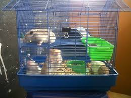 Idr cara membuat kandang burung , sangkar burung dari barang bekas, cara ny mudah dan hasilnya pun puas, cocok untuk. 7 Cara Membuat Kandang Hamster Dengan Mudah Arenahewan Com