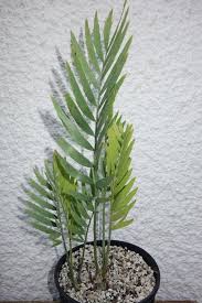 Image result for Encephalartos ngoyanus