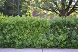 Image result for Myrica pilulifera