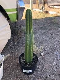 It's not easy to tell how much active substance a san pedro contains. Just Scored This At Lowe S For 20 Can Anyone Give Me Some More Info About This Also Some Advice On How To Care For It I Live In Phoenix Az Sanpedrocactus