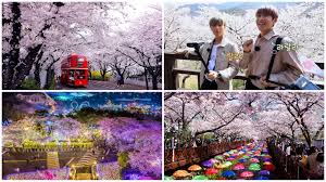 In this blog post, i will talk about some interesting korean events, food and song related to cherry blossom. Where To Chase Cherry Blossoms In The Outskirts Of Seoul Hallyusg