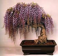 Maybe you would like to learn more about one of these? Japanese Wisteria Bonsai Tree Chinese Bonsai Garden