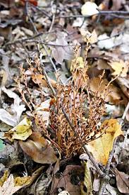 Image result for Micrargeriella aphylla