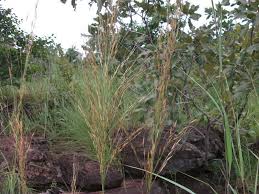 Image result for Eragrostis sclerantha